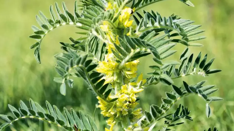 Astragalus for Kidney Health: Ancient Chinese Root's Modern Benefits & Risks