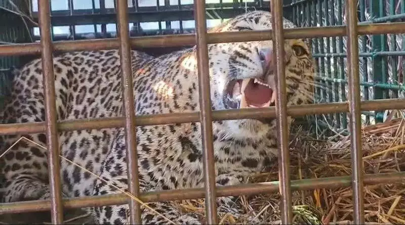 Bahraich Leopard Captured: 4-Year-Old Cat Ends Reign of Terror After 9 Attacks