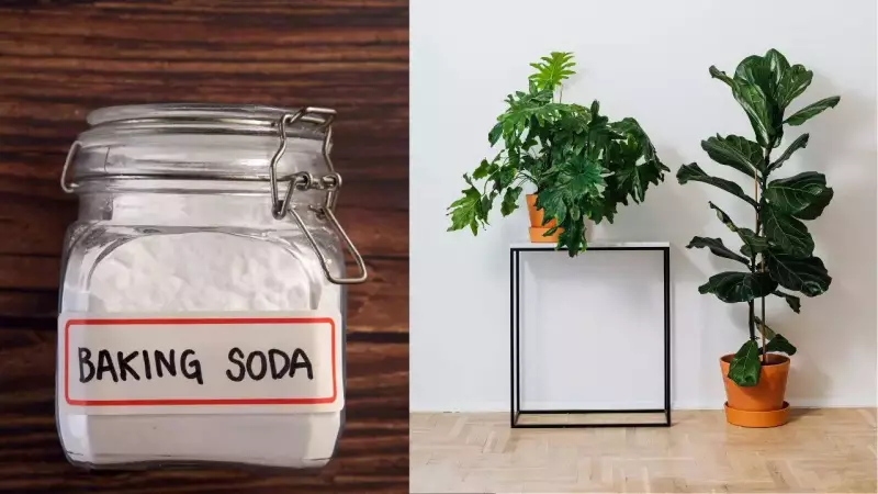 Baking Soda in Gardening: 6 Surprising Uses & Risks Backed by Science