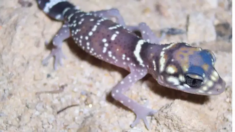 Barking Geckos: How a Tiny Reptile Thrives in Africa's Harshest Deserts