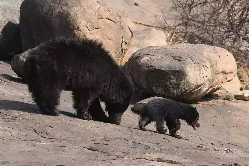 Bear Attacks in Chamba's Bharmour Spark Fear, Villagers Threaten Agitation