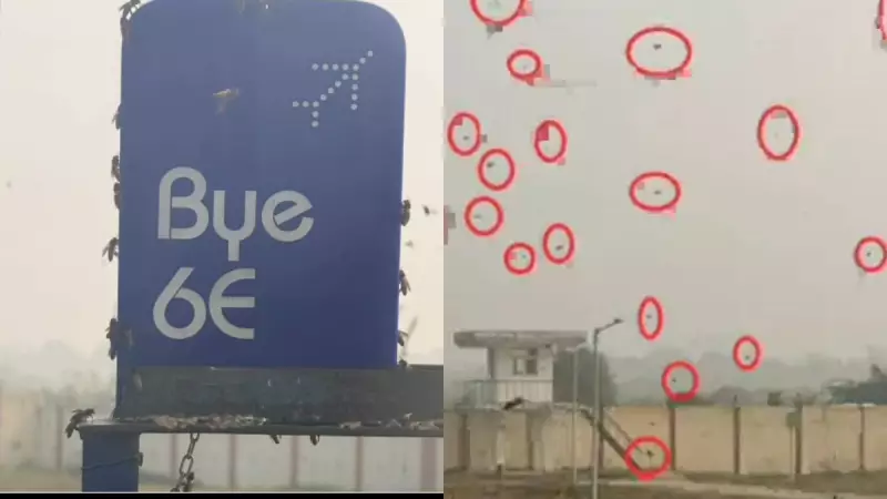 Bees Swarm Kanpur Airport Runway, Delay IndiGo Flight by Over an Hour