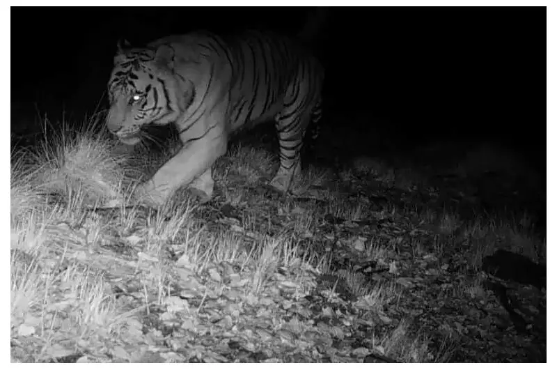 Bengal Tiger Spotted at 9,875 ft in Uttarakhand, Highest Record in Bageshwar