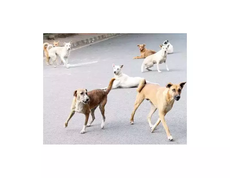 Bengaluru Launches Major Drive to Relocate Stray Dogs from Schools, Hospitals