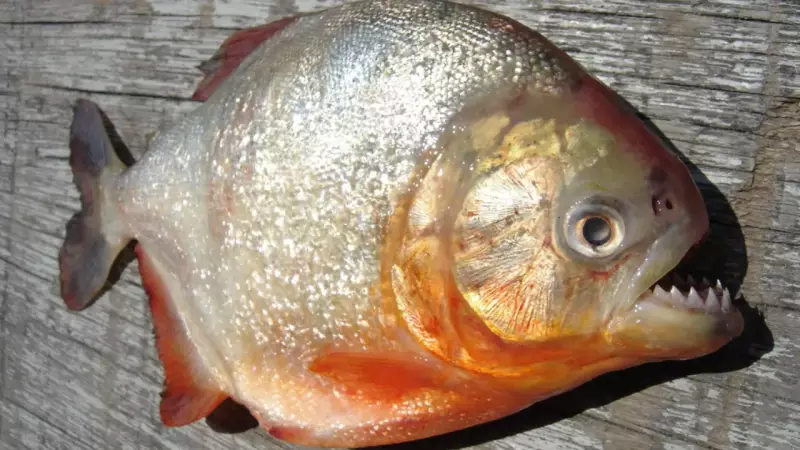 Beyond the Myth: 5 Fascinating Facts About Piranhas You Didn't Know