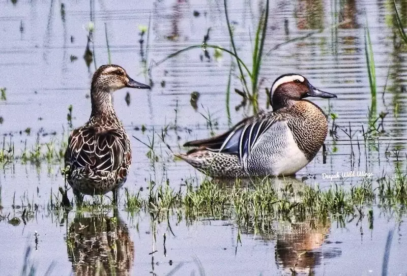 Bhagalpur's Ghatora Wetland Nears Ramsar Recognition After Bird Census