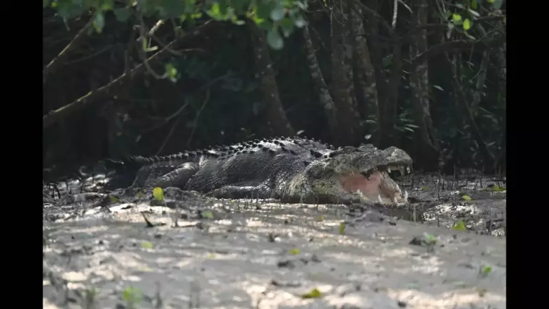 Bhitarkanika Crocodile Census 2024: Tourist Ban from Jan 8-10 in Kendrapada