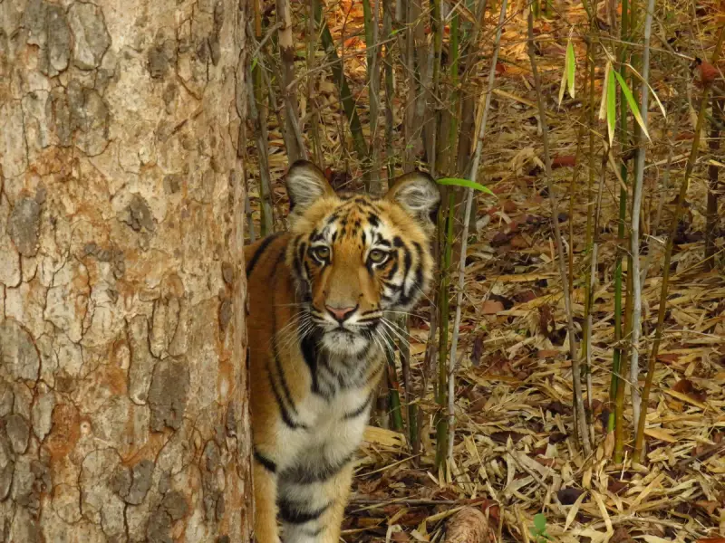 Bihar's Kaimur Wildlife Sanctuary Gets In-Principle Nod to Become State's Second Tiger Reserve