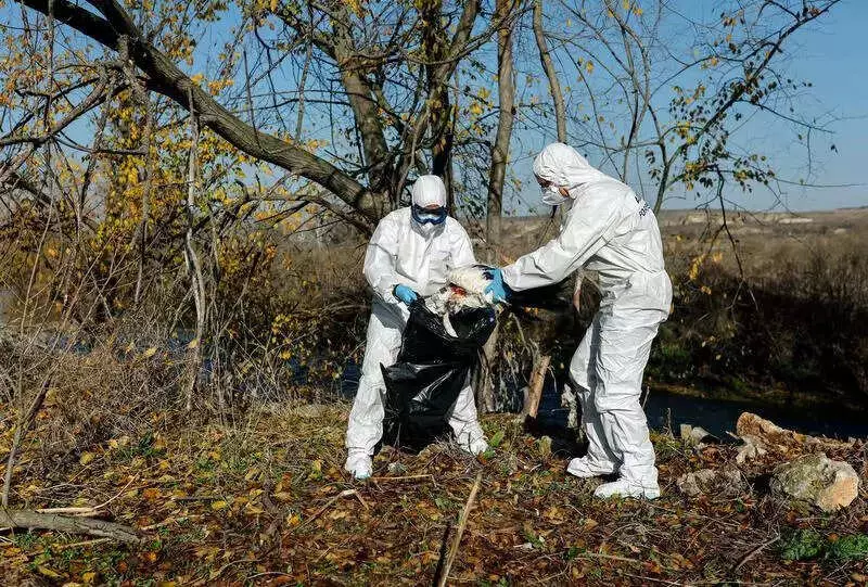 Bird Flu Outbreak in Kerala: Over 30,000 Birds to be Culled in Alappuzha, Kottayam
