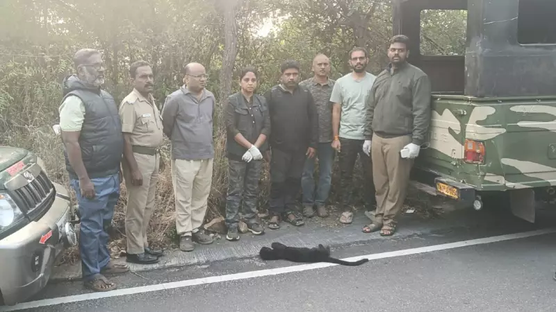 Black Leopard Cub Dies in Coimbatore After Abandonment, Lung Infection Suspected