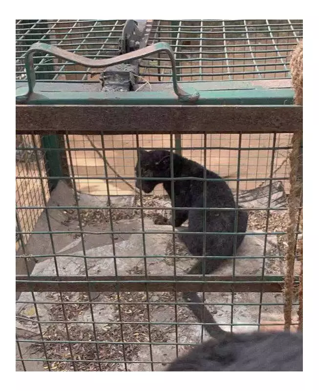 Black Leopard Cub Rescued in Coimbatore, Efforts On to Reunite with Mother