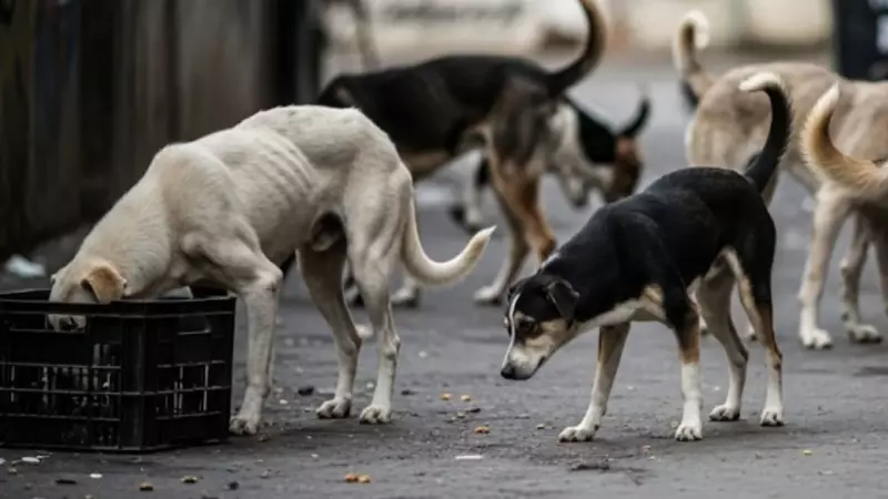 BMC Launches AI Pilot to Survey & Geotag Stray Dogs in Mumbai