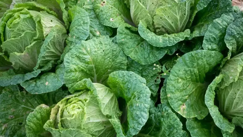 Bok Choy: 5 Health Benefits & Easy Cooking Tips for This Chinese Cabbage