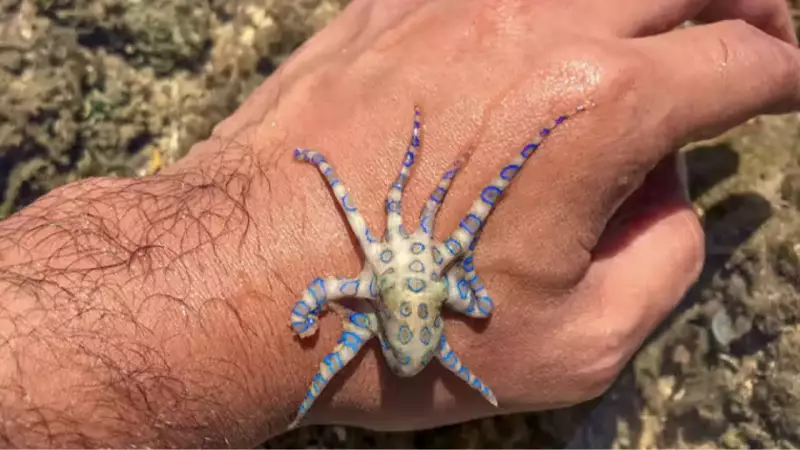 British Tourist's Close Call with Deadly Blue-Ringed Octopus in Philippines Goes Viral