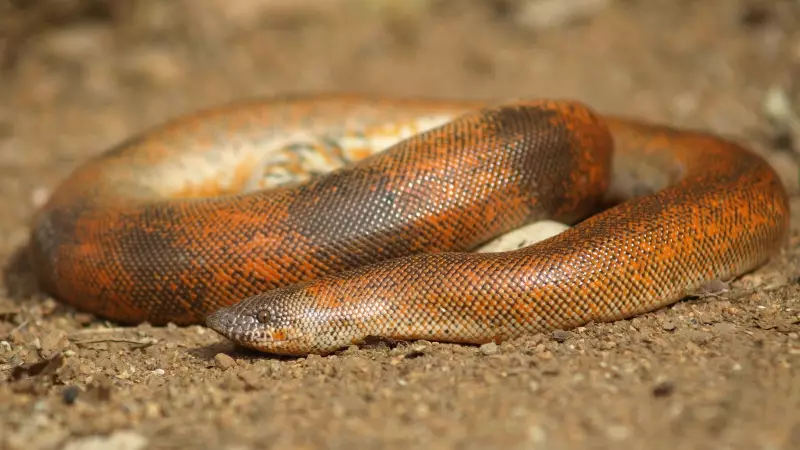 Buxar Forest Dept Busts Red Sand Boa Smuggling Racket, 3 Held
