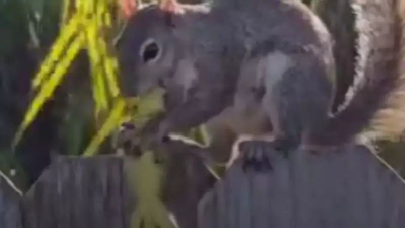 California Ground Squirrels Turn Predators: 42% Observed Hunting Voles