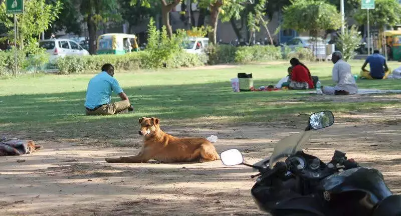 Chandigarh's First Official Dog Shelter to House 1,762 Strays on 1.7 Acres
