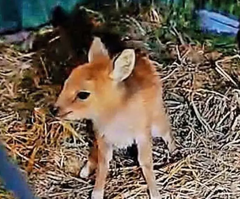 Chausinga Fawn Rescued in Telangana After Joining Sheep Herd