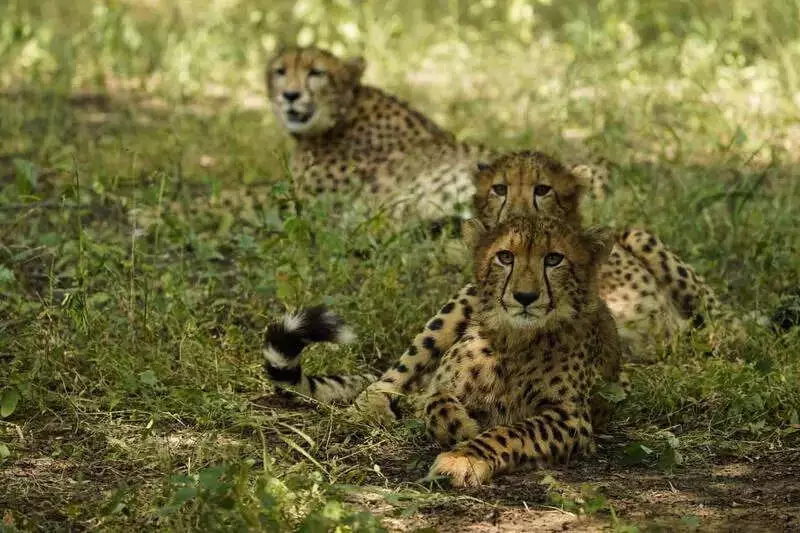 Cheetah Hair Strand Solves Gwalior Hit-and-Run Mystery, Cub Killed on Highway
