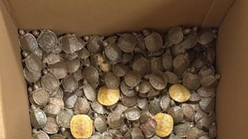 Chennai Airport Thwarts Smuggling of 3,000 Red-Eared Slider Turtles, Seizes Drugs