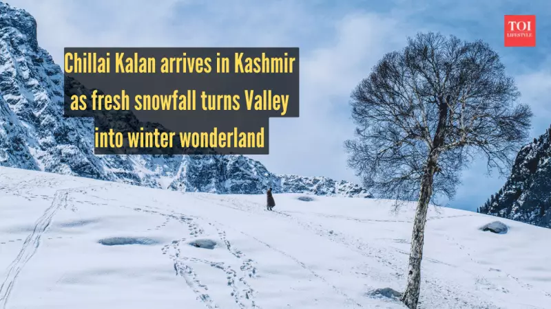 Chillai Kalan Begins: Kashmir Transforms Into Winter Wonderland With Fresh Snowfall