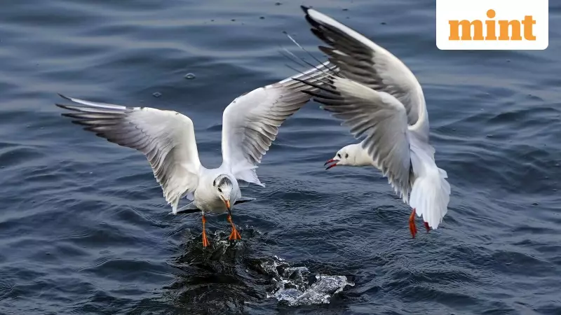 Chinese GPS Tracker on Seagull Near Karwar Naval Base Raises Eyebrows