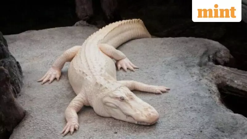 Claude, Rare Albino Alligator, Dies at 30 in San Francisco; World Mourns