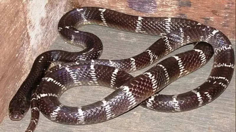 Common Krait: The 'Silent Killer' Snake of India's Night