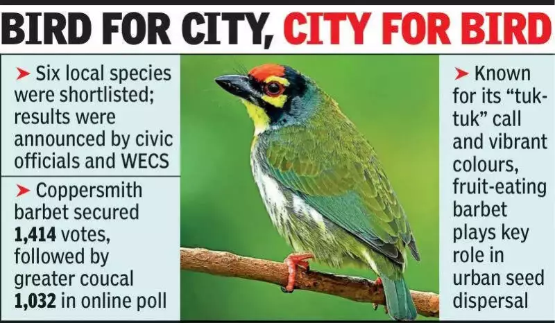 Coppersmith Barbet Crowned Amravati's Official City Bird After Public Vote