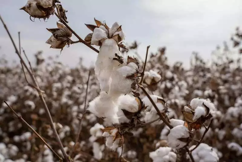 Cotton Imports Surge 172% After Duty Exemption, Prices Drop to Rs 52,500 per Candy