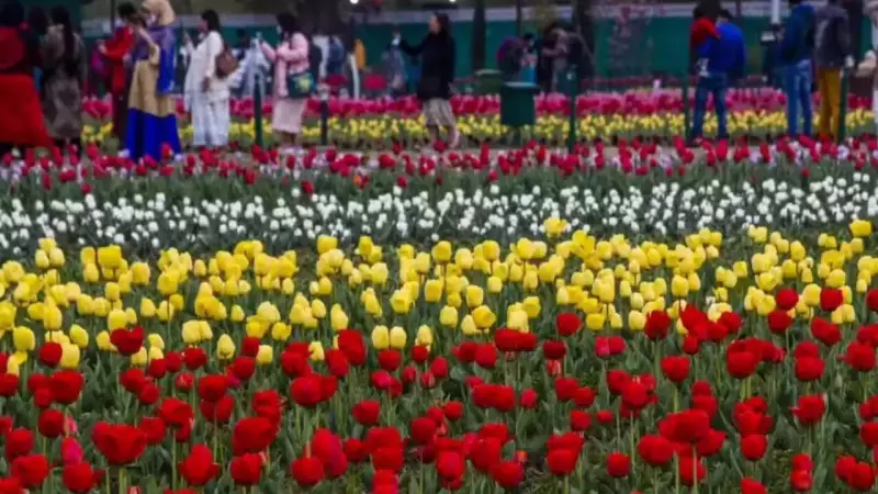 Delhi's Winter Transformation: 2.6 Lakh Tulips to Bloom in Lutyens' Zone