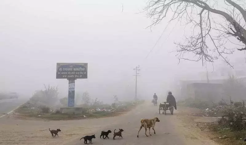 Dense Fog in Punjab Kills Teen, Causes Highway Chaos; Newborn Found Dead