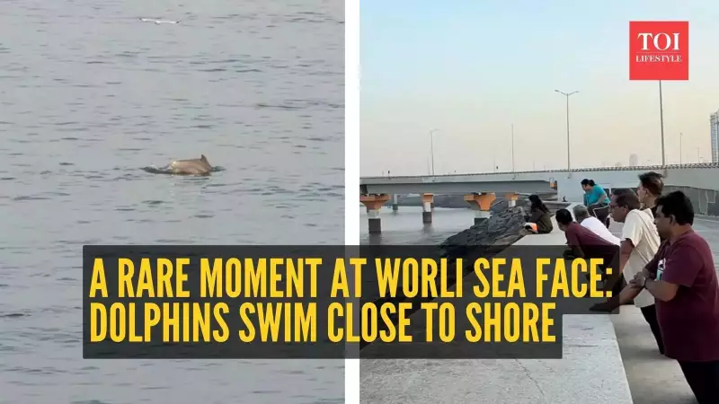 Dolphins Grace Mumbai's Worli Sea Face, Offering Rare Moment of Urban Calm