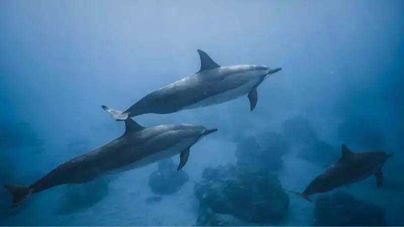 Dolphins Save Swimmers from Shark: 2004 New Zealand Rescue Story