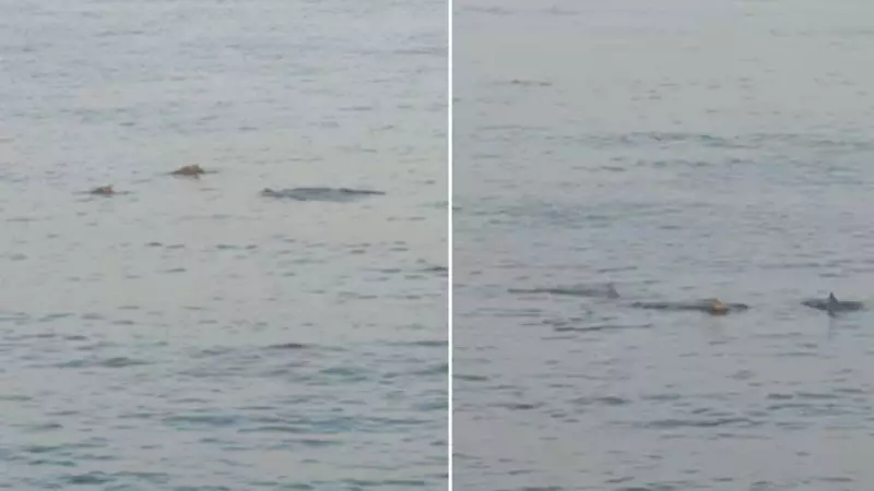 Dolphins Spotted at Mumbai's Worli Sea Face, Netizens Amazed | Watch Video
