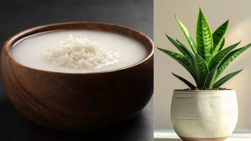 Don't Drain Rice Water! 3 Ways It Boosts Snake Plants Naturally