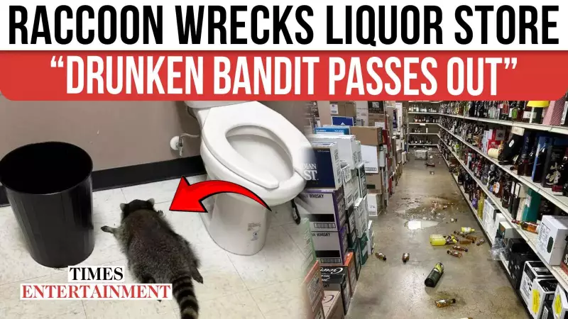 Drunk Raccoon Raids Ashland Liquor Store, Found Napping After Scotch Spree