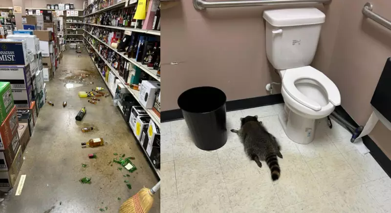 Drunk Raccoon's 'Black Friday Break-in' at Virginia Liquor Store Creates Chaos