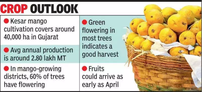 Early Kesar Mango Bloom in Gujarat Signals April Harvest, High Prices