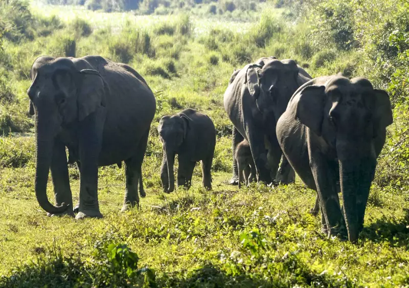 Elephant Herds Disrupt Rail Traffic: 5 Trains Cancelled in Chakradharpur Division