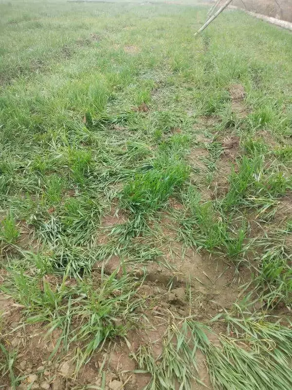 Elephants from Nepal Break Fence, Destroy Crops in Pilibhit