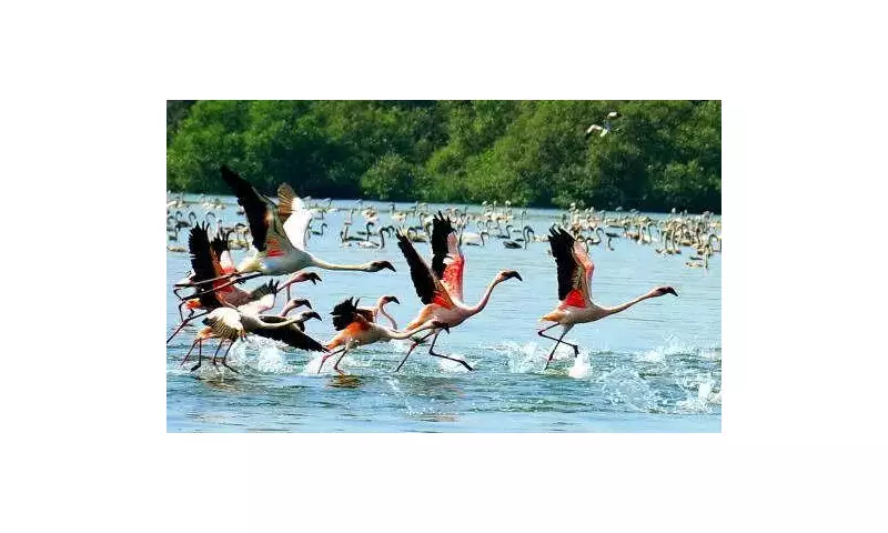 First Flamingos of the Season Arrive in Mumbai, Marking Start of Pink Season