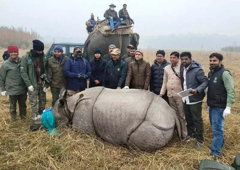 Four Rhinos in Dudhwa Tiger Reserve Gain 'Exclusive Freedom' After Collar Removal