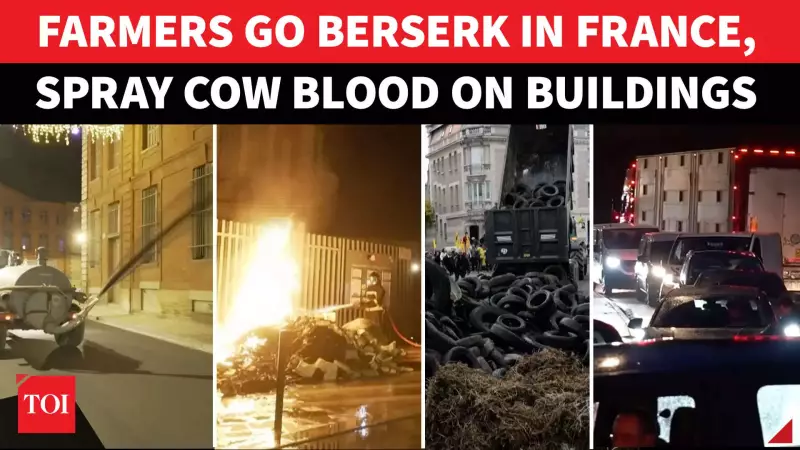 French Farmers' Fury: Cattle Culls & EU-Mercosur Deal Spark Major Protests