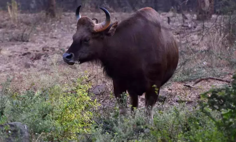 Gaur Attack Injures Two Farmers in Sangli, Fourth Incident in 5 Days