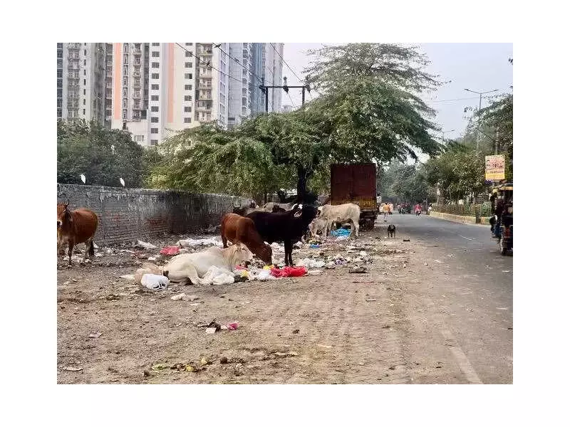 Ghaziabad: Stray Dogs, Cattle Menace Plague Vaishali, Residents Demand Action