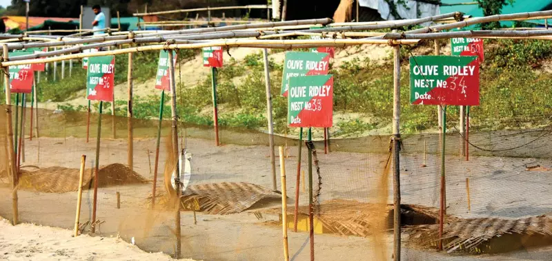 Goa's Turtle Season Begins: First Olive Ridley Lays 99 Eggs at Morjim