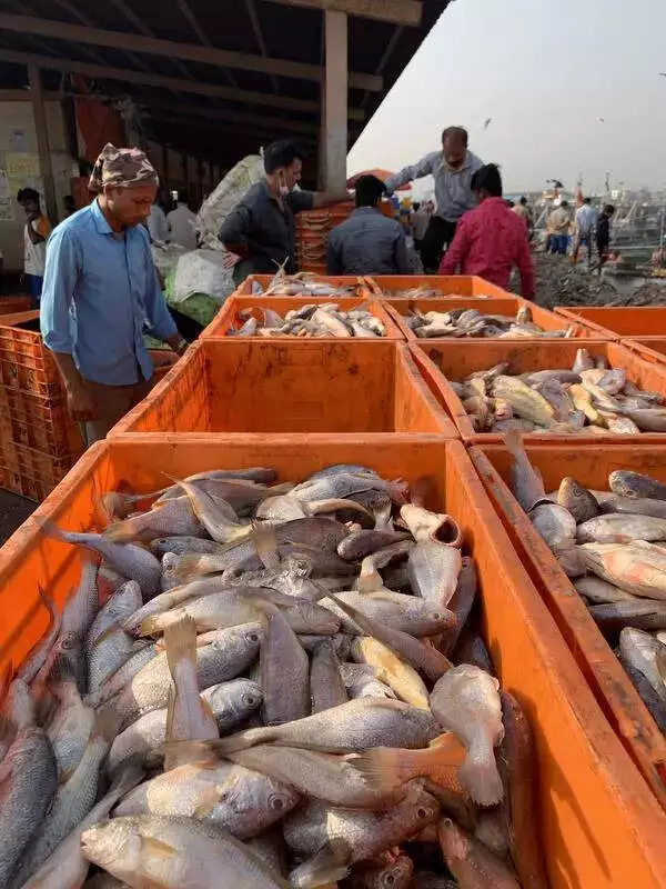 Gujarat Fisheries to Shine at Vibrant Gujarat Summit in Rajkot 2026
