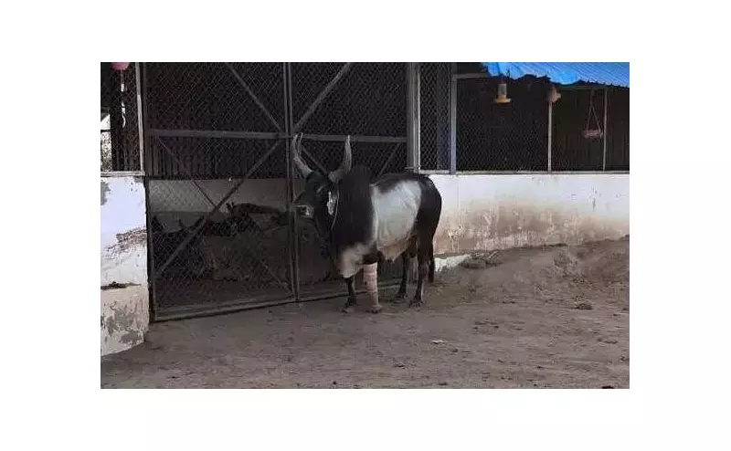 Gujarat Trust Sets World Record Fitting 10 Disabled Cows with Prosthetics