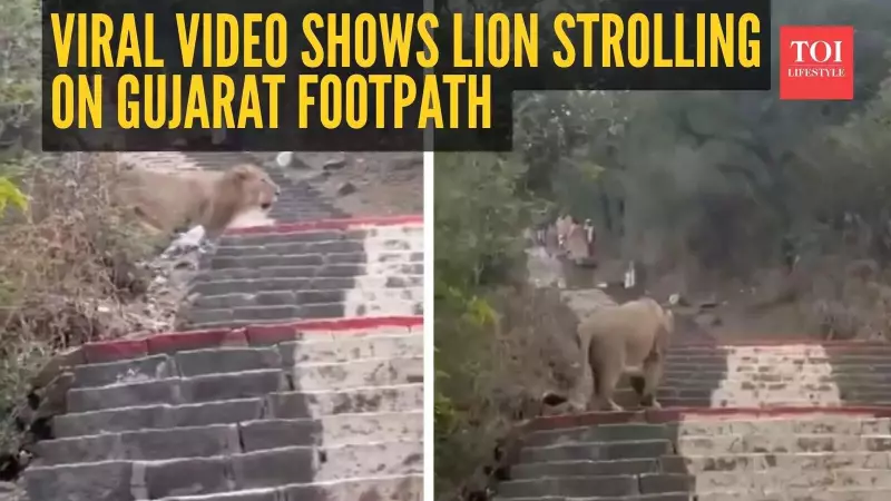Gujarat's Viral Video: Lion Calmly Walks Past People on Palitana Footpath